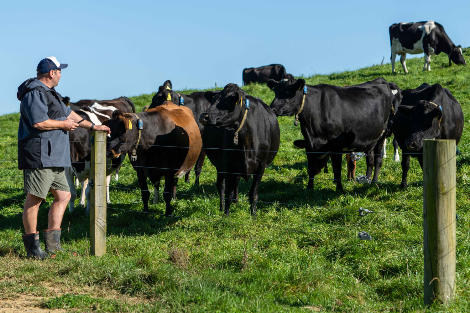 Connected milk sensors now available for Herringbone sheds
