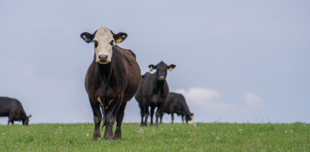 Four cows are eating grass and run around the field